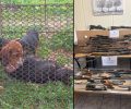 Οινόη Αττικής: Κατείχε δεκάδες όπλα, χιλιάδες φυσίγγια και κακοποιούσε πολλά κυνηγόσκυλα και ένα άλογο 56χρονος που συνελήφθη (βίντεο)