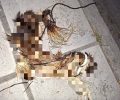 Ωραιόκαστρο Θεσσαλονίκης: Βρήκε πτώμα γάτας σε προχωρημένη σήψη τυλιγμένο με κορδόνι και καλώδιο στον λαιμό