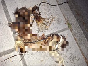 Ωραιόκαστρο Θεσσαλονίκης: Βρήκε πτώμα γάτας σε προχωρημένη σήψη τυλιγμένο με κορδόνι και καλώδιο στον λαιμό