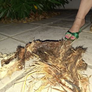 Ωραιόκαστρο Θεσσαλονίκης: Βρήκε πτώμα γάτας σε προχωρημένη σήψη τυλιγμένο με κορδόνι και καλώδιο στον λαιμό 4 OraiokastroThessalonikisPtomaGatas9 7 2026 3