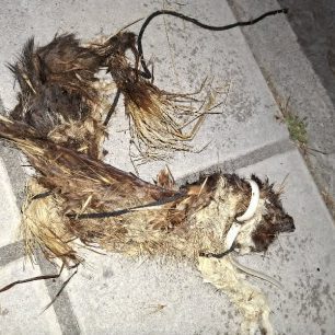Ωραιόκαστρο Θεσσαλονίκης: Βρήκε πτώμα γάτας σε προχωρημένη σήψη τυλιγμένο με κορδόνι και καλώδιο στον λαιμό 3 OraiokastroThessalonikisPtomaGatas9 7 2026 5