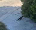 Έκκληση για να σωθεί παράλυτη γάτα που εντοπίστηκε να σέρνεται στην Παλλήνη Αττικής