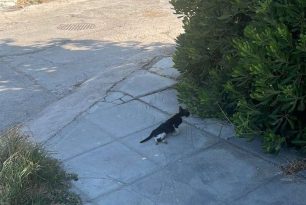 Έκκληση για να σωθεί παράλυτη γάτα που εντοπίστηκε να σέρνεται στην Παλλήνη Αττικής