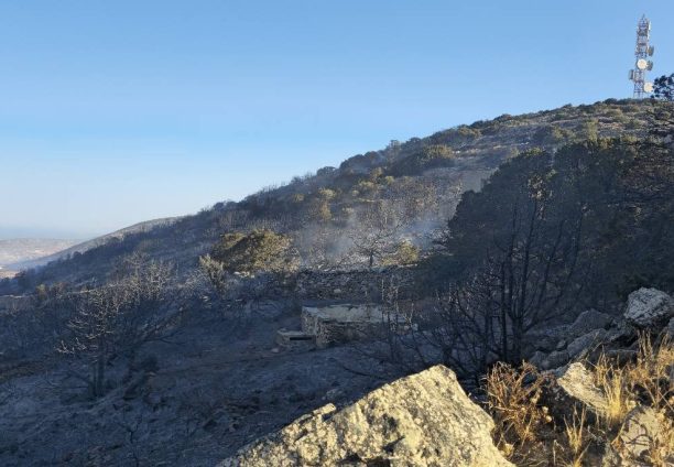 Πάρος: Ζητούν εθελοντές για τον εντοπισμό ζώων που γλύτωσαν από τις φλόγες (βίντεο)