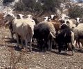 Πάρος: Τι θα κάνει η Αστυνομία για τα παστουρωμένα ζώα; (Βίντεο)