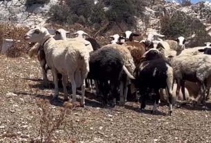 Πάρος: Τι θα κάνει η Αστυνομία για τα παστουρωμένα ζώα; (Βίντεο)