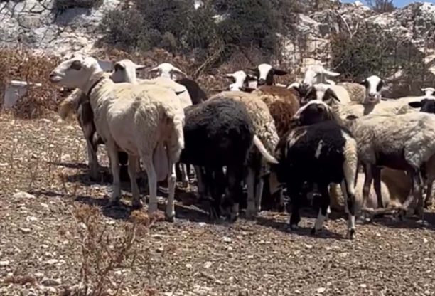 Πάρος: Τι θα κάνει η Αστυνομία για τα παστουρωμένα ζώα; (Βίντεο)