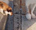 Πάτρα Αχαΐας: Έκκληση για περίθαλψη γάτας με τραυματισμένο πόδι (βίντεο)