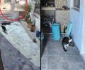 Πολίχνη Θεσσαλονίκης: Αναζητά ποιος πάτησε με αυτοκίνητο τη γάτα του και τι απέγινε το σώμα του ζώου (βίντεο)