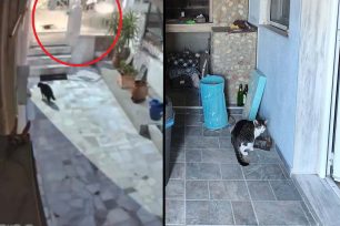 Πολίχνη Θεσσαλονίκης: Αναζητά ποιος πάτησε με αυτοκίνητο τη γάτα του και τι απέγινε το σώμα του ζώου (βίντεο)
