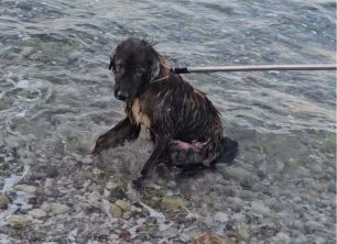 Ροδοδάφνη Αχαΐας: Σκύλος εξαντλημένος βρέθηκε να στέκεται μέσα στη θάλασσα - Εγκαταλείφθηκε ή έπεσε από σκάφος; (βίντεο)