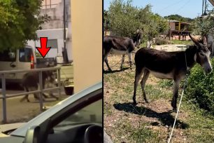 Ρόδος: Κατασχέθηκαν δύο γαϊδούρια που κακοποίησε ο ιδιοκτήτης τους σέρνοντας τα με αγροτικό Ι.Χ. (βίντεο)