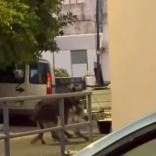Ρόδος: Κατασχέθηκαν δύο γαϊδούρια που κακοποίησε ο ιδιοκτήτης τους σέρνοντας τα με αγροτικό Ι.Χ. (βίντεο) 1 RodosPsinthosGaidouria29 7 2026 2