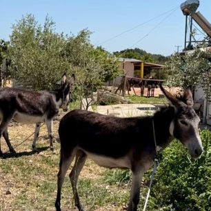 Ρόδος: Κατασχέθηκαν δύο γαϊδούρια που κακοποίησε ο ιδιοκτήτης τους σέρνοντας τα με αγροτικό Ι.Χ. (βίντεο) 3 RodosPsinthosGaidouria31 7 2026 1