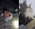 Σαντορίνη: Παγίδευσε γατάκι μέσα σε γλάστρα για να βρει φρικτό θάνατο – Το έσωσαν εργαζόμενοι (βίντεο)