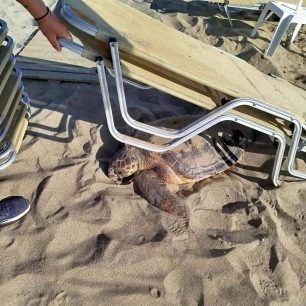 Σητεία Λασιθίου: Θαλάσσια χελώνα προσπάθησε να γεννήσει και παγιδεύτηκε κάτω από μια στίβα ξαπλώστρες 4 SitiaKritisParaliaThalassiaHelonaXaplostres17 7 2026 3