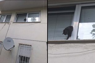 Βέροια Ημαθίας: Γάτα παγιδεύτηκε σε παράθυρο με ανάκλιση και βρήκε φρικτό θάνατο – Διαχειριστής εμπόδισε την έρευνα για την έγκαιρη διάσωση της