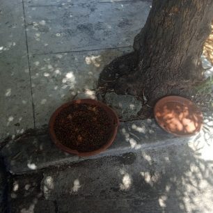 Καταγγέλλει πως αστυνομικοί απειλούν φιλόζωους που ταΐζουν αδέσποτα στη Χαλκίδα Εύβοιας 3 XalkidaEviasDoxeiaTrofisNerouAdespota18 7 2026 1