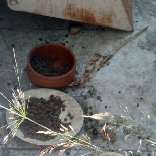 Καταγγέλλει πως αστυνομικοί απειλούν φιλόζωους που ταΐζουν αδέσποτα στη Χαλκίδα Εύβοιας 2 XalkidaEviasDoxeiaTrofisNerouAdespota18 7 2026 3