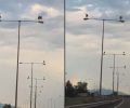 Ξάνθη: Δεκάδες πελαργοί στις κολώνες ηλεκτροφωτισμού (βίντεο)