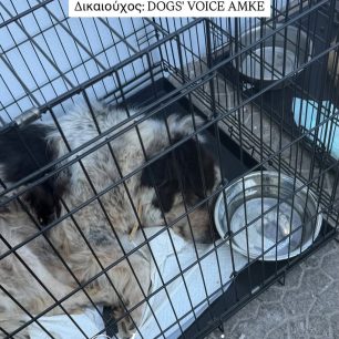 Στέλεχος του Υπ. Εσωτερικών ζητά από εθελοντές να καλύψουν όσα όφειλε η κυβέρνηση να έχει προβλέψει για τα πυρόπληκτα ζώα (βίντεο) 4 DogsVoiceDorees3 8 2026 1