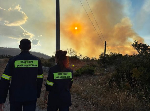 Στο Κλειστό Γυμναστήριο Καλυβίων ο χώρος συγκέντρωσης ζώων από πυρόπληκτες περιοχές του Κουβαρά Αττικής (βίντεο)