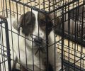 «Dogs’ Voice»: Σκυλιά που γλύτωσαν από τις φλόγες στην Αττική χρειάζονται σπιτικό – Φιλοξενήστε όποιο μπορείτε (βίντεο)