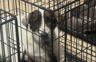 «Dogs’ Voice»: Σκυλιά που γλύτωσαν από τις φλόγες στην Αττική χρειάζονται σπιτικό – Φιλοξενήστε όποιο μπορείτε (βίντεο)