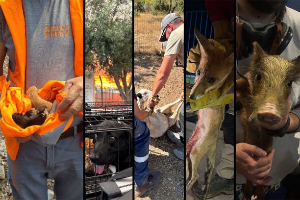 Συνεχίζεται αδιάκοπα η διάσωση ζώων κάθε είδους από τις φλόγες - Πάρα πολλά κάηκαν ζωντανά στη δυτική Αττική (βίντεο)