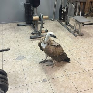 IrakleioKritisAerodromioGypas16 8 2026 2