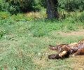 Καστοριά: Ακόμα μια αρκούδα που όπως όλα δείχνουν δολοφονήθηκε