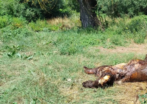 Καστοριά: Ακόμα μια αρκούδα που όπως όλα δείχνουν δολοφονήθηκε