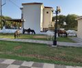 Κεφαλλονιά: Ακόμα ένα άλογο βρέθηκε πυροβολημένο – Το τρίτο περιστατικό το 2026