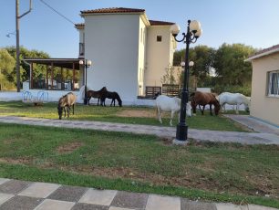 Κεφαλλονιά: Ακόμα ένα άλογο βρέθηκε πυροβολημένο – Το τρίτο περιστατικό το 2026