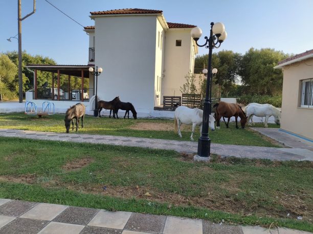 Κεφαλλονιά: Ακόμα ένα άλογο βρέθηκε πυροβολημένο – Το τρίτο περιστατικό το 2026