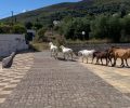 Κεφαλλονιά: Έκκληση για τροφές και στειρώσεις ανεπιτήρητων αλόγων ώστε να αποτραπεί η στοχοποίηση τους και οι καταστροφές σε καλλιέργειες (βίντεο)