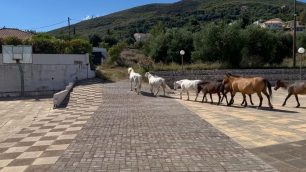 Κεφαλλονιά: Έκκληση για τροφές και στειρώσεις ανεπιτήρητων αλόγων ώστε να αποτραπεί η στοχοποίηση τους και οι καταστροφές σε καλλιέργειες (βίντεο)