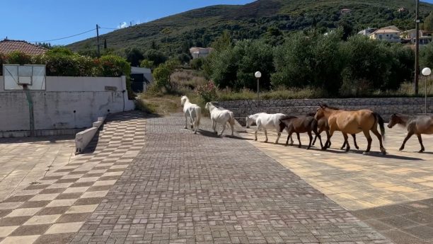 Κεφαλλονιά: Έκκληση για τροφές και στειρώσεις ανεπιτήρητων αλόγων ώστε να αποτραπεί η στοχοποίηση τους και οι καταστροφές σε καλλιέργειες (βίντεο)