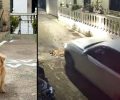 Κέρκυρα: Κοινωνική κατακραυγή για τη θανάτωση του Μπεν και τις προσπάθειες δικαιολόγησης της οδηγού που σκότωσε τον σκύλο με Ι.Χ. (βίντεο)
