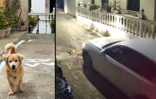 Κέρκυρα: Κοινωνική κατακραυγή για τη θανάτωση του Μπεν και τις προσπάθειες δικαιολόγησης της οδηγού που σκότωσε τον σκύλο με Ι.Χ. (βίντεο)