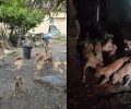 Κέρκυρα: Χρειάζονται φιλοξενίες για τα 40+ σκυλιά που κακοποιεί συλλέκτρια (βίντεο)