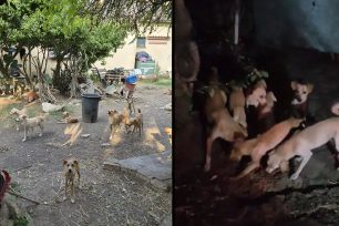 Κέρκυρα: Χρειάζονται φιλοξενίες για τα 40+ σκυλιά που κακοποιεί συλλέκτρια (βίντεο)