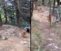 Κρίκελλο Ευρυτανίας: Εξαφάνισε τα σκυλιά που κακοποιεί αμέσως μετά την καταγγελία (βίντεο)