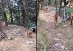 Κρίκελλο Ευρυτανίας: Εξαφάνισε τα σκυλιά που κακοποιεί αμέσως μετά την καταγγελία (βίντεο)