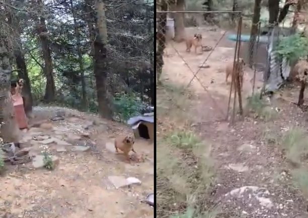 Κρίκελλο Ευρυτανίας: Εξαφάνισε τα σκυλιά που κακοποιεί αμέσως μετά την καταγγελία (βίντεο)