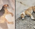 Ακόμα δύο σκυλιά δολοφονημένα με φόλες στη Λιβαδειά Βοιωτία – Μόνο στα λόγια φροντίζει αδέσποτα ο Δήμος καταγγέλλουν εθελοντές