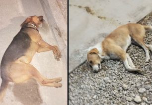 Ακόμα δύο σκυλιά δολοφονημένα με φόλες στη Λιβαδειά Βοιωτία – Μόνο στα λόγια φροντίζει αδέσποτα ο Δήμος καταγγέλλουν εθελοντές