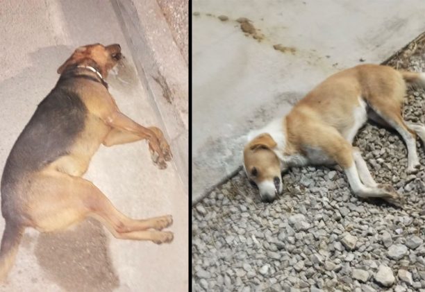 Ακόμα δύο σκυλιά δολοφονημένα με φόλες στη Λιβαδειά Βοιωτία – Μόνο στα λόγια φροντίζει αδέσποτα ο Δήμος καταγγέλλουν εθελοντές