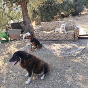 Γιατί ο Δήμος Βόλου δεν παρενέβη νωρίτερα για να σωθούν τα σκυλιά που πέθαιναν στο παράνομο καταφύγιο στα Μελισσάτικα Μαγνησίας; 25 MelissatikaMagnisiasSkyliaNekraKatafygio7 2025 11