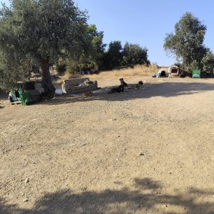 Γιατί ο Δήμος Βόλου δεν παρενέβη νωρίτερα για να σωθούν τα σκυλιά που πέθαιναν στο παράνομο καταφύγιο στα Μελισσάτικα Μαγνησίας; 26 MelissatikaMagnisiasSkyliaNekraKatafygio7 2025 12